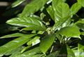 kola tree,کولا آکامیناتا